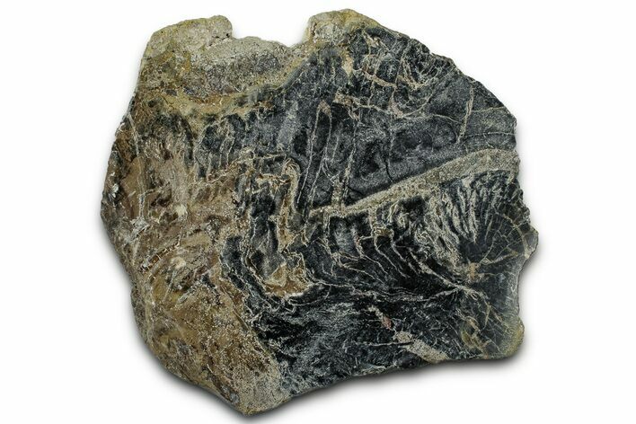 Polished Petrified Wood Limb End-Cut - Indonesia #329300